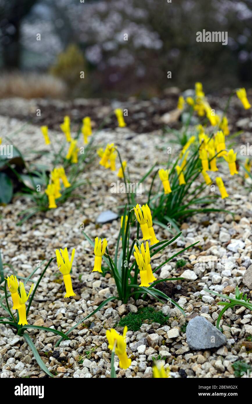 Narcissus cyclamineus,Cyclamen-blühende Narzisse,Arten Narzisse,gelbe Blüten,Blüte,Frühling,Reflexblüten,Reflexblüten,Blütenblätter,Kies,Hochbett, Stockfoto