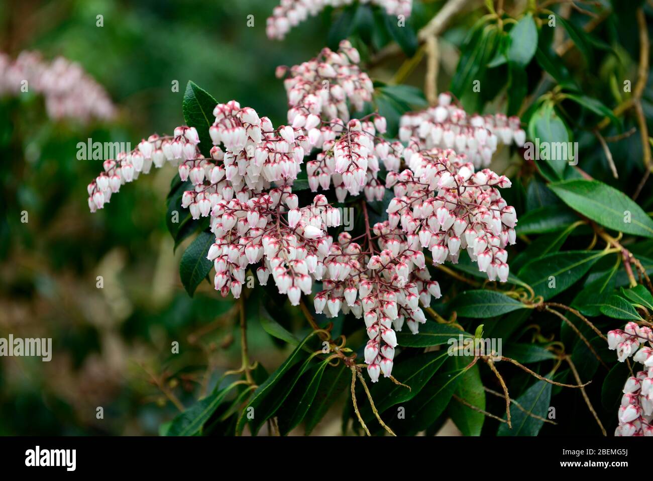Immergrüner strauch weiße blumen Fotos und Bildmaterial in hoher