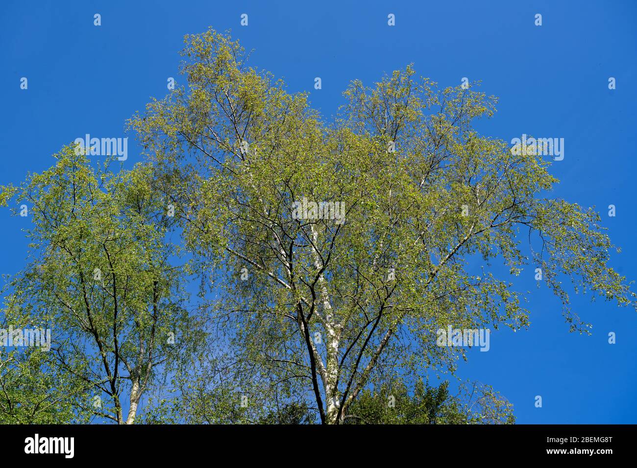 Blick in die Krone einer silbernen Birke [Betula pendula] im Frühjahr, als neue Blätter erscheinen vor einem klaren blauen Himmel. Stockfoto