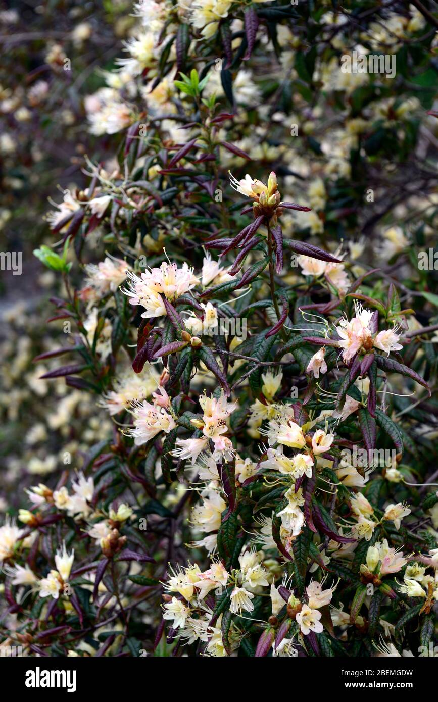 rhododendron-Kreuzschnabel, orange gelbe Blumen, bronzefarbenes Laub, blühend, Frühlingsgarten, RM Floral Stockfoto