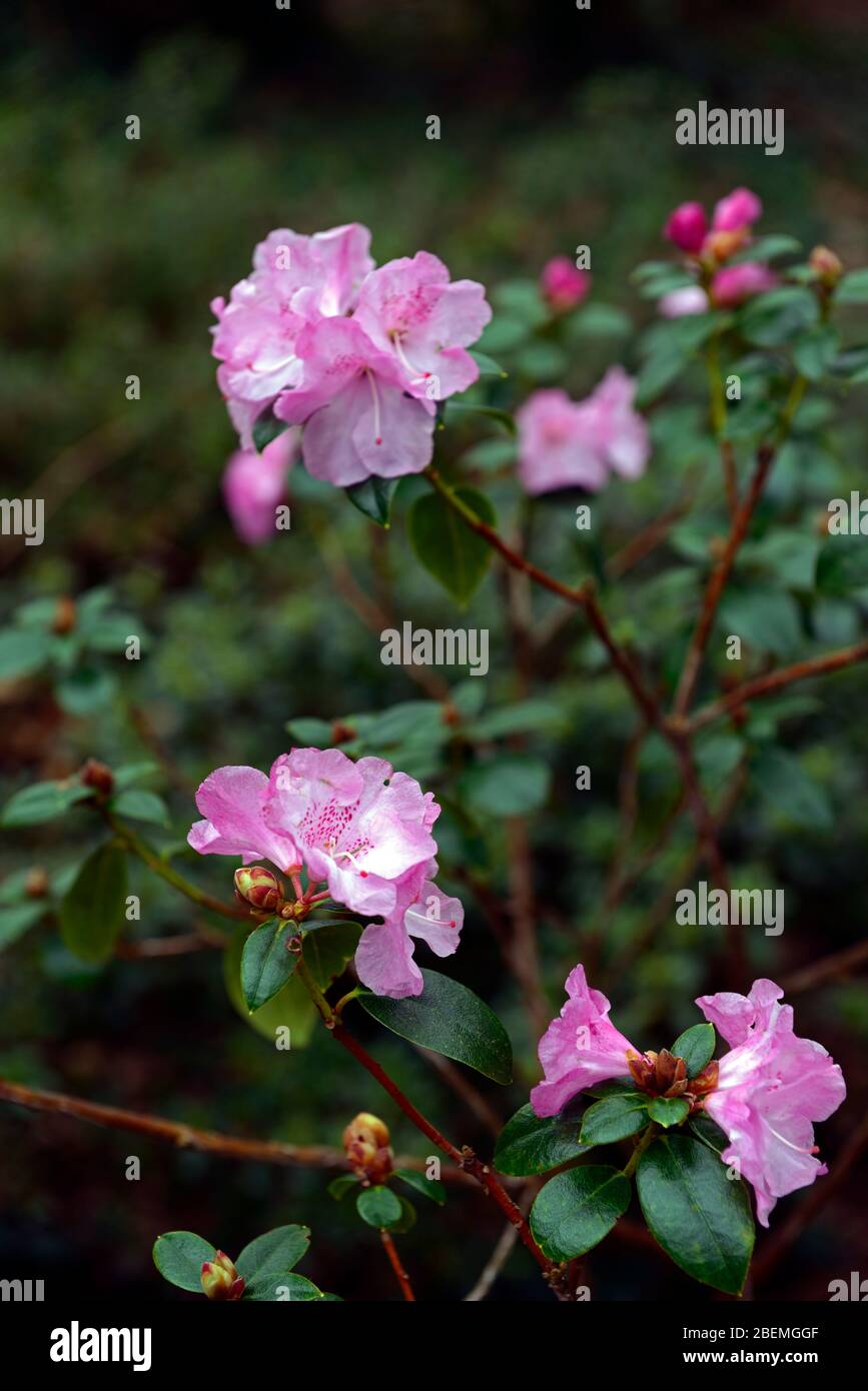 rhododendron tessa,rosa lila Blüten,blühend,Frühlingsgarten,RM Floral Stockfoto