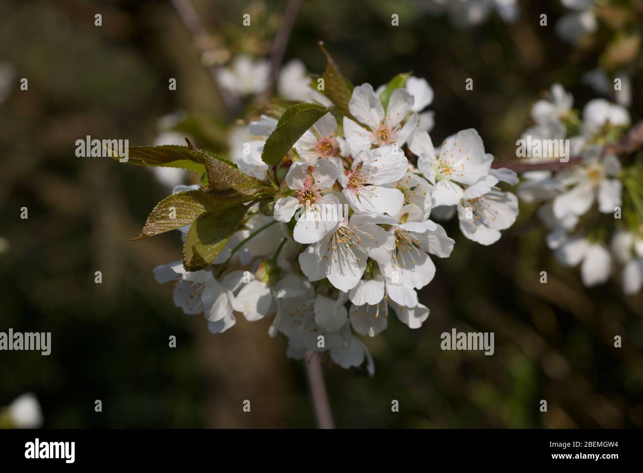 Weiße Kirschblüte im Frühjahr vor weichem grünem Hintergrund Stockfoto