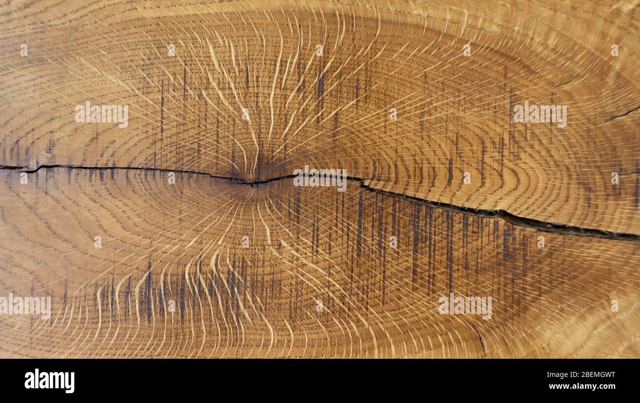 Rustikale Eichenholzstruktur mit Rissen und gewellten Jahresringen. Die Oberfläche der Küchenarbeitsplatten ist aus Eichenholz und in Teaköl getränkt. Stockfoto