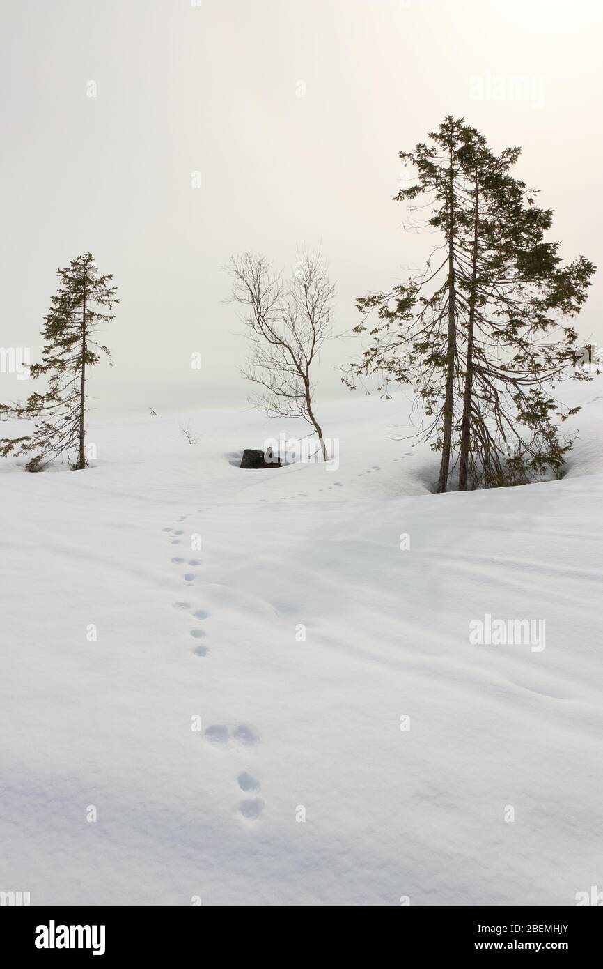 Schneehase-Spuren in einsamer Winterlandschaft in Norwegen Stockfoto
