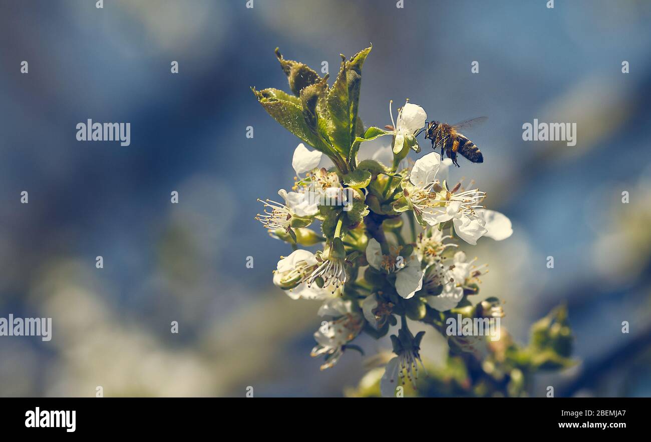Biene fliegt zu einem weißen Obstbaum Blütezeit Pollen für Honig zu sammeln Stockfoto