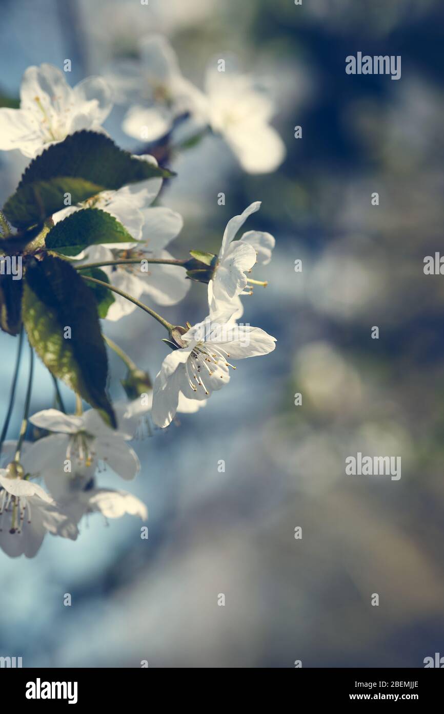 Weiße Obstbäume blühen Stockfoto