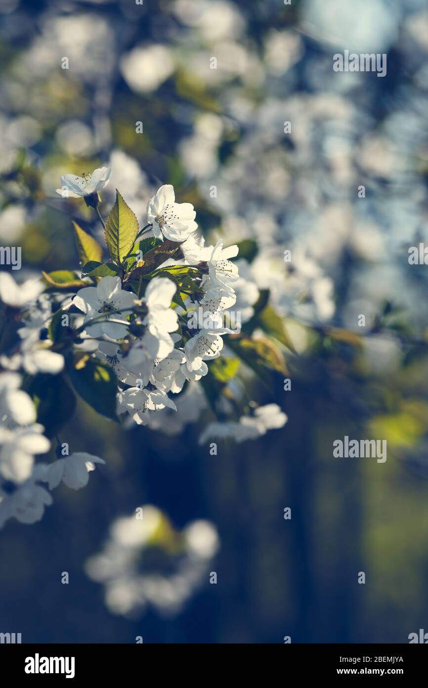 Schöne weiße Obstbaum blühende Periode Stockfoto