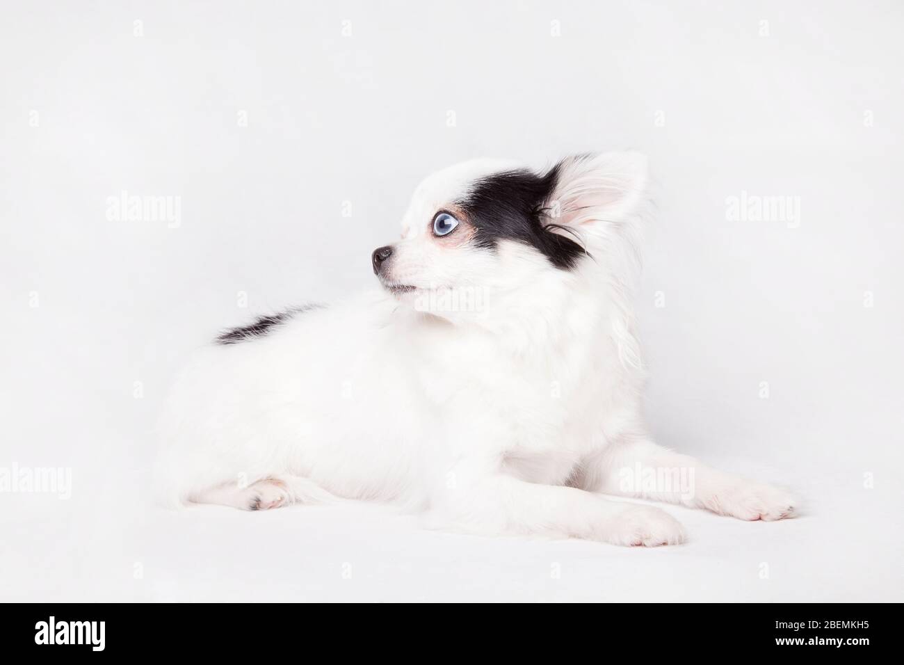 Schöne lange Haare Chihuahua isoliert auf einem weißen Hintergrund. Stockfoto