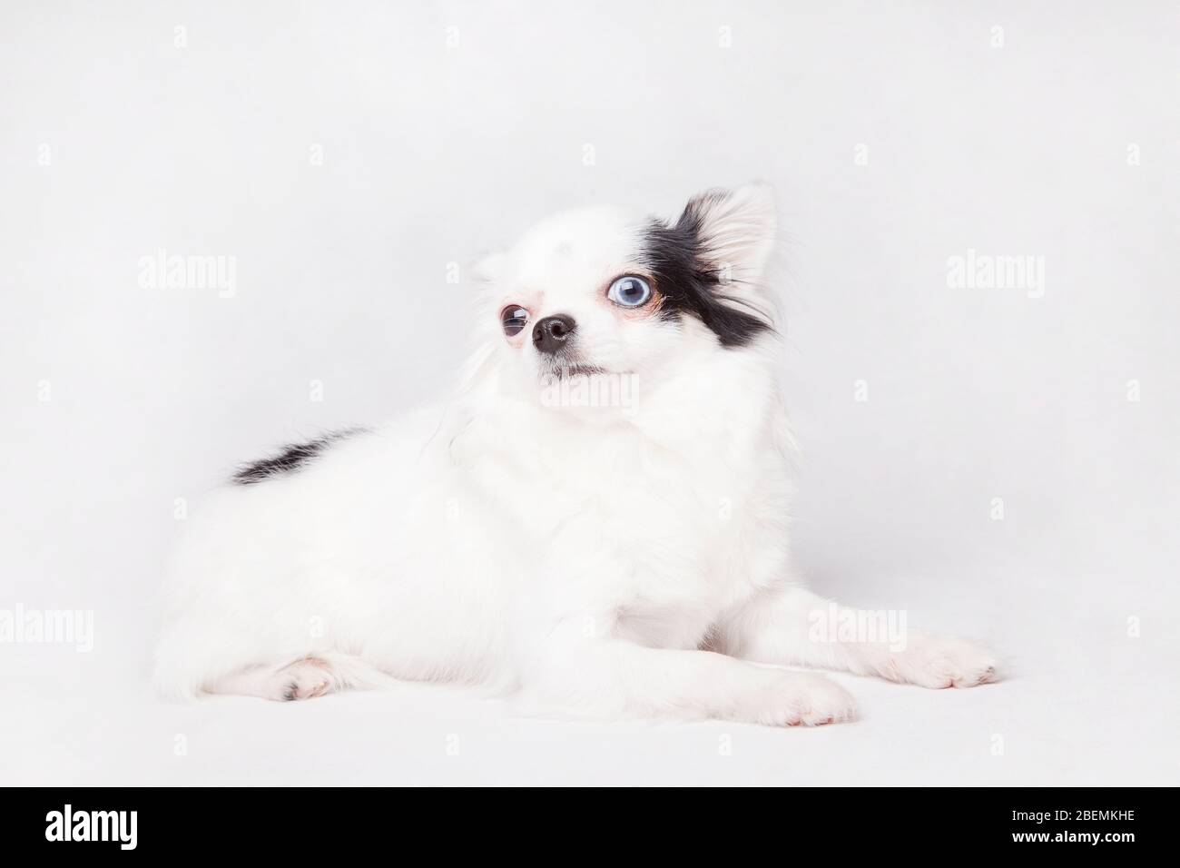 Schöne lange Haare Chihuahua isoliert auf einem weißen Hintergrund. Stockfoto