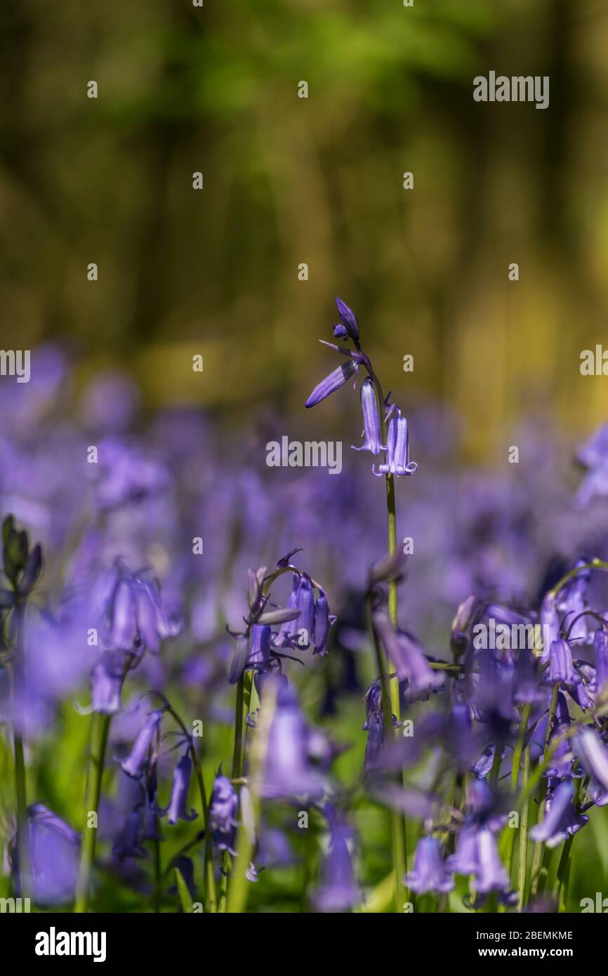 Bluebells in der englischen Landschaft im Frühling Stockfoto