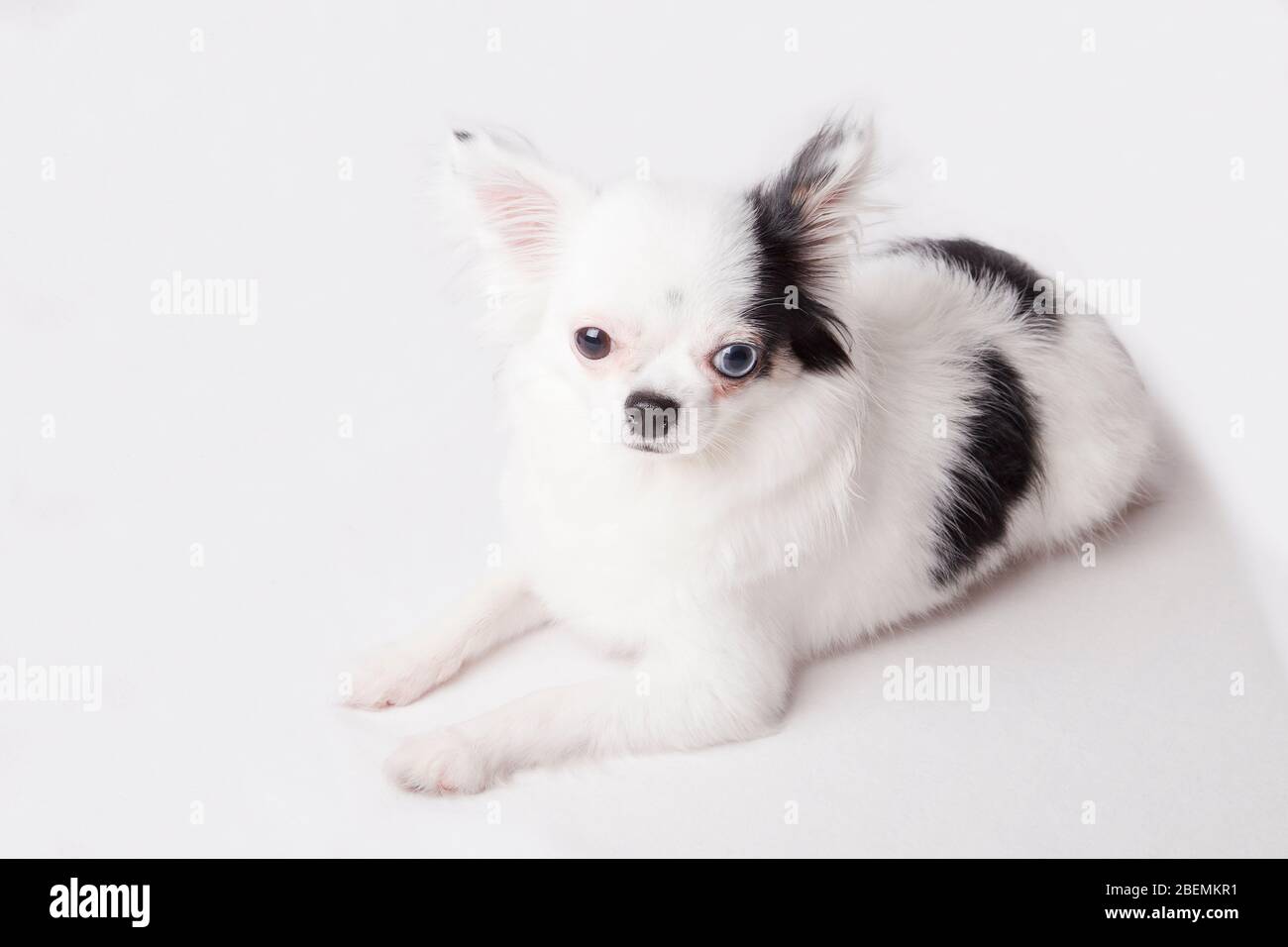 Schöne lange Haare Chihuahua isoliert auf einem weißen Hintergrund. Stockfoto