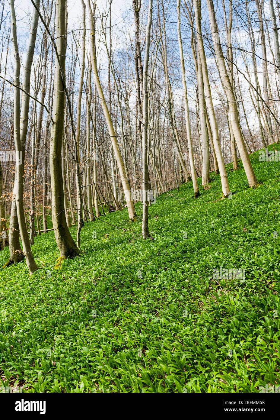 Schöne Wälder mit wachsenden wilden Knoblauchpflanzen im Frühjahr. Allium ursinum. Selektiver Fokus. Stockfoto