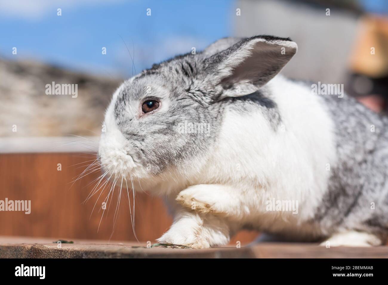 Porträt eines entzückenden holländischen Kaninchen Hasen mit Pfote up Stockfoto