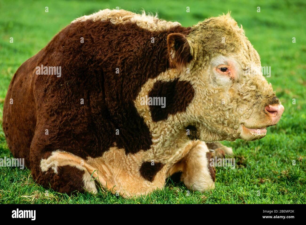 Nahaufnahme eines großen braunen und weißen Hereford Bull, der sich im grünen Gras, England, Großbritannien, niederlegt Stockfoto