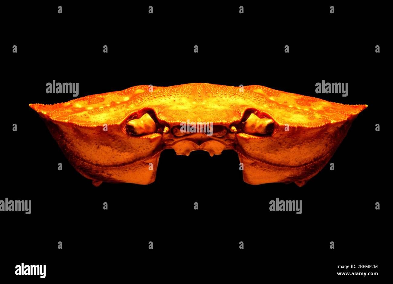 Nahaufnahme von Front / Gesicht und Augen von leuchtend orange gemeinsame Küste Krabbenschale (Carcinus maenas) auf schwarzem Hintergrund isoliert. Stockfoto