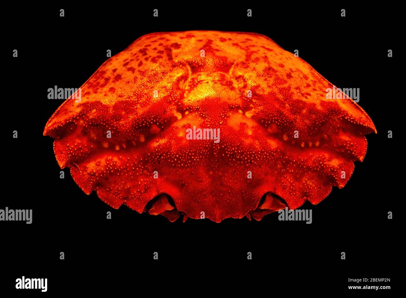 Nahaufnahme der Oberseite der hellen orangefarbenen gemeinsamen Küste Krabbenschale (Carcinus maenas) auf schwarzem Hintergrund isoliert. Stockfoto