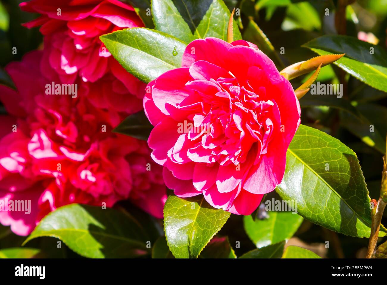 Ein Camelia Strauch mit rosa Blume in einem gemischten Strauchrand in einem nordirischen Garten im Frühjahr 2020 Stockfoto