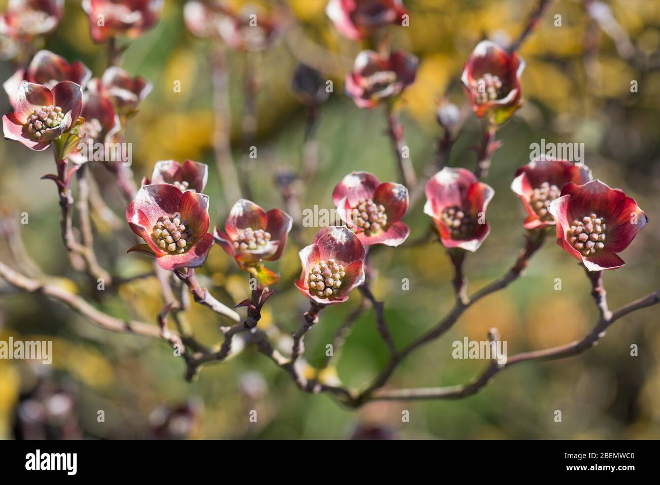 Cornus florida 'Cherokee Sunset'. Stockfoto