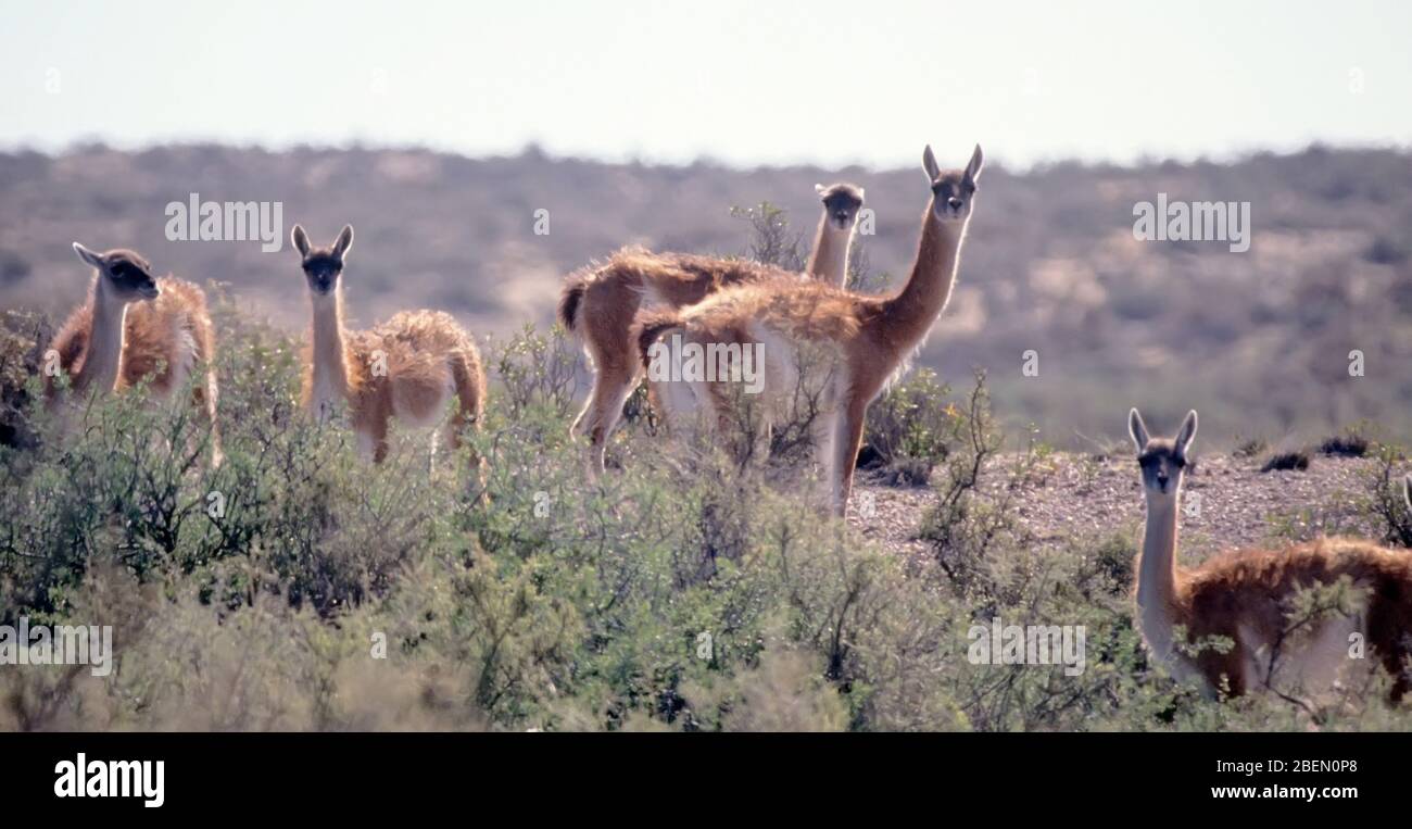 Guanacoes im Norden Argentiniens Stockfoto