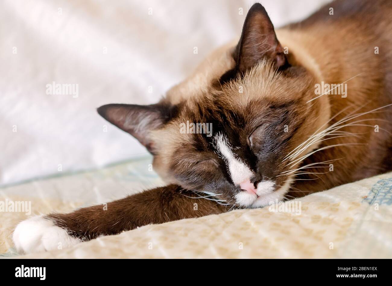 Twinkie, eine Erwachsene siamesische Schneeschuhkatze, schläft auf einem Bett, 13. April 2020, in CODEN, Alabama. Stockfoto