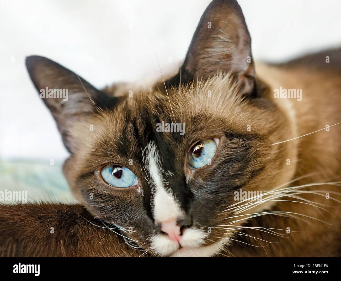 Twinkie, eine Erwachsene siamesische Schneeschuhkatze, ruht sich am 13. April 2020 auf einem Bett in CODEN, Alabama. Stockfoto