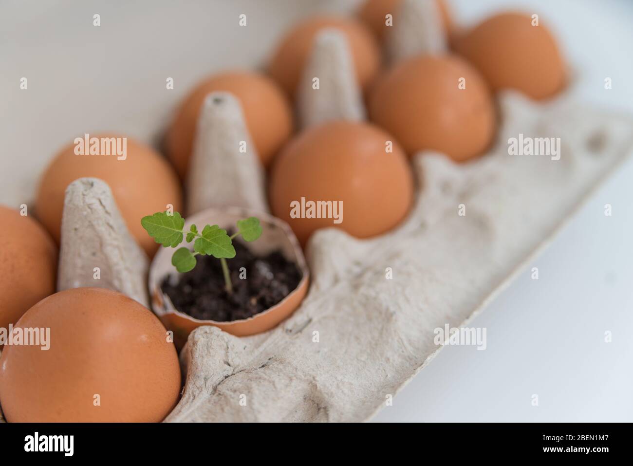 Pflanze in die Schale aus dem Ei Stockfoto
