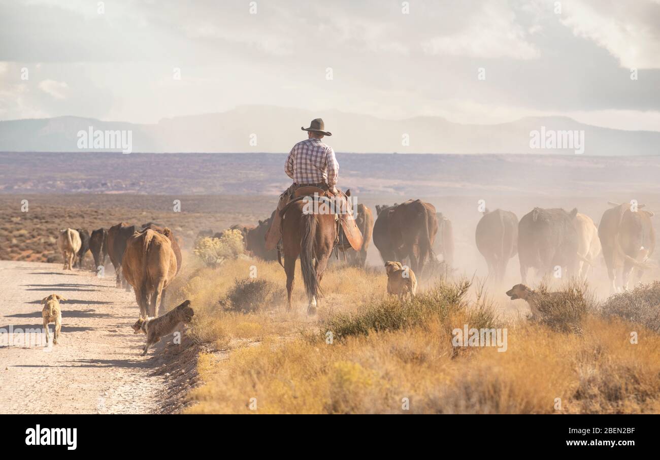 Cowboys rascheln Rinder in einem Dusty Stretch der Utah Wüste Stockfoto