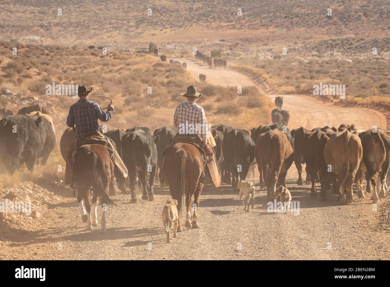 Cowboys rascheln Rinder in einem Dusty Stretch der Utah Wüste Stockfoto