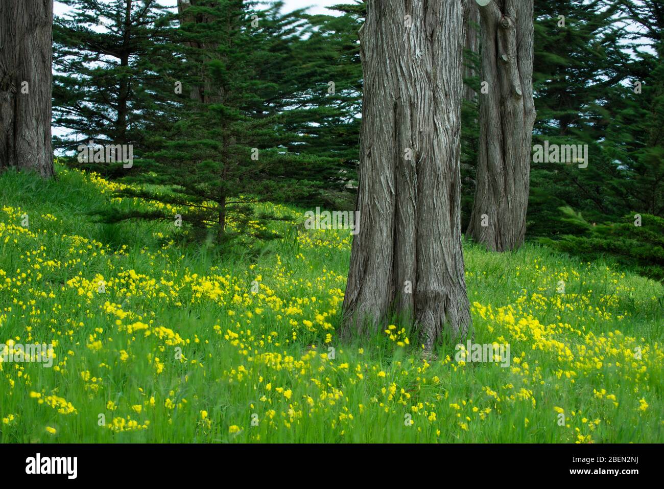 Gelbe Wildblumen und Eukalyptus-Baum in Presidio, SF Bay Stockfoto