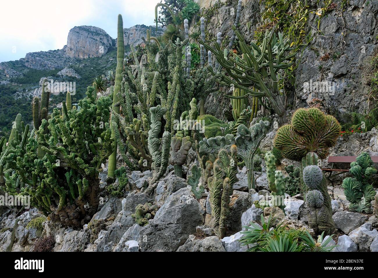 Besuchen Sie den exotischen Garten von Monaco, wo es riesige Sammlungen von Kakteen und Sukkulenten gibt Stockfoto