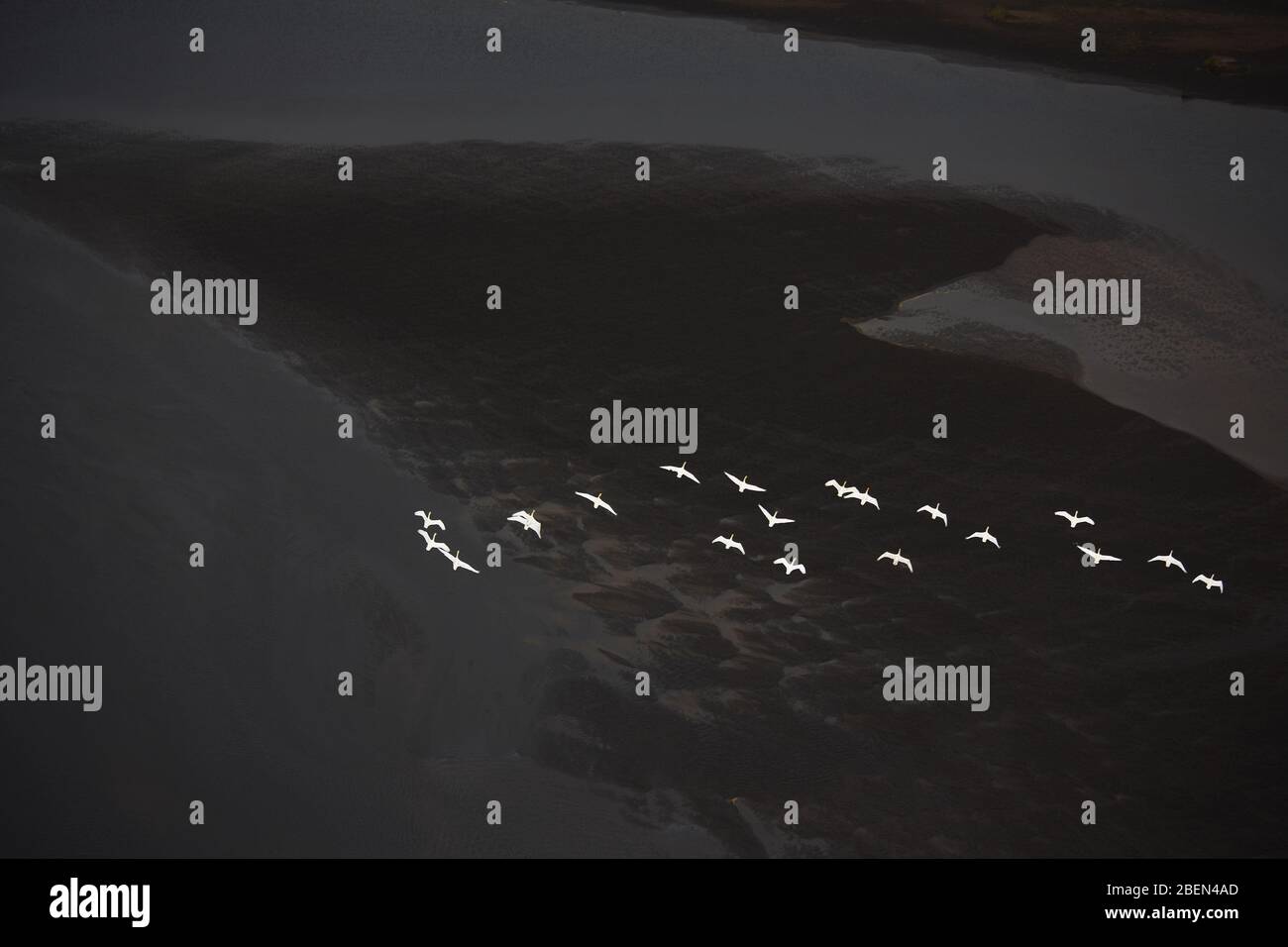 Luftbild von weißen Schwanen, die über den schwarzen Sandstrand fliegen Stockfoto