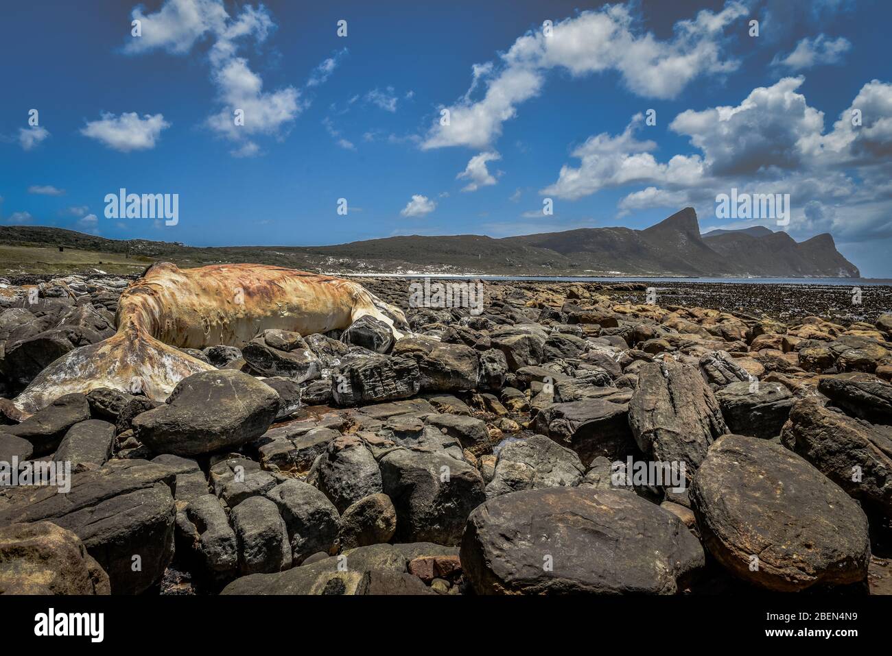 Panorama Buffels Bay mit einem toten Wal, Cape Point, Kapstadt, Südafrika Stockfoto
