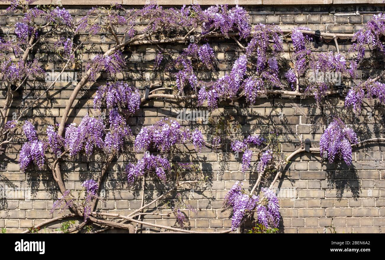 Kletterpflanze Blumen Stockfotos und bilder Kaufen Alamy