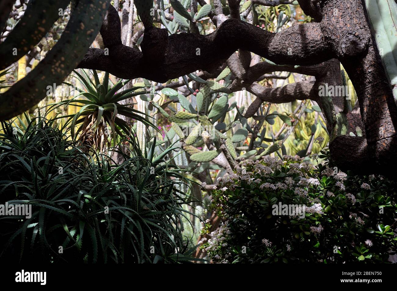 Besuchen Sie den exotischen Garten von Monaco, wo es riesige Sammlungen von Kakteen und Sukkulenten gibt Stockfoto