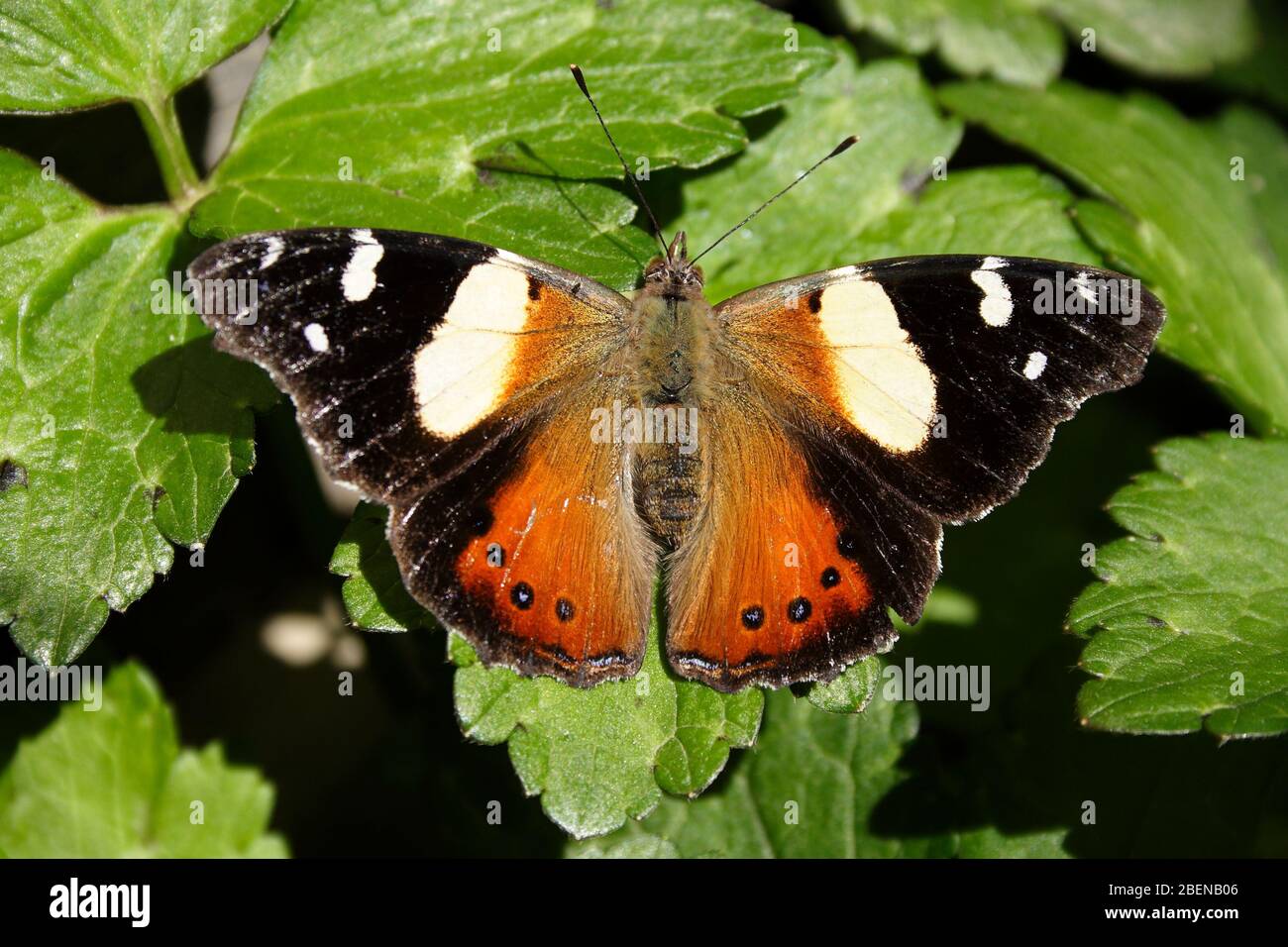 Gelber Admiral Butterfly (Vanessa itea), der sich in der Sonne sonnt. Melbourne, Australien. Stockfoto