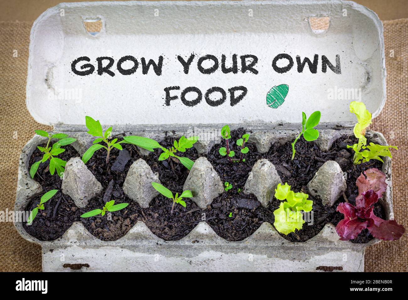 Gemüsesämlinge wachsen in wiederverwendeten Eierkarton mit handgeschriebenen Zeichen, wachsen Sie Ihre eigene Nahrung, sparen Sie Geld Abfall zu reduzieren Stockfoto