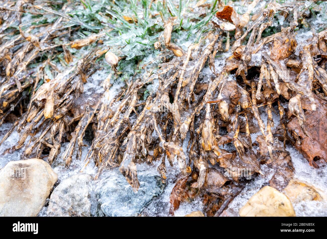 Landschaftsbau Pflanzen mit Eis nach eisigen Regen bedeckt Stockfoto