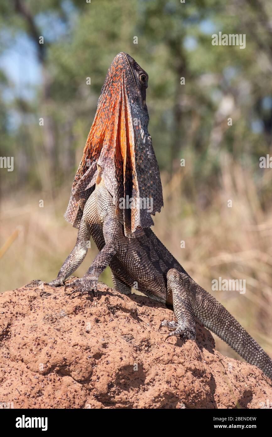 Rüschen-Hals-Eidechse auf Termitennest Stockfoto