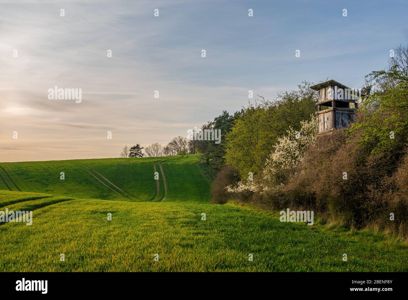 Jagdturm am Waldrand Stockfoto