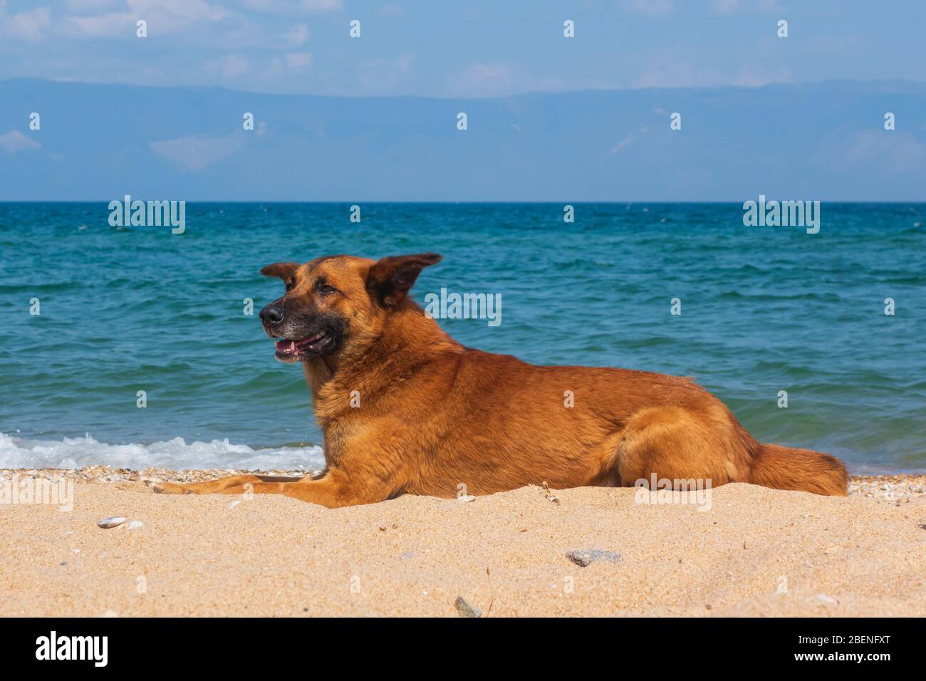 Rothaariger großer Hund, der sich am Strand auf dem Sand ausruht. Heller sonniger Tag im Sommer am Baikalsee. Stockfoto