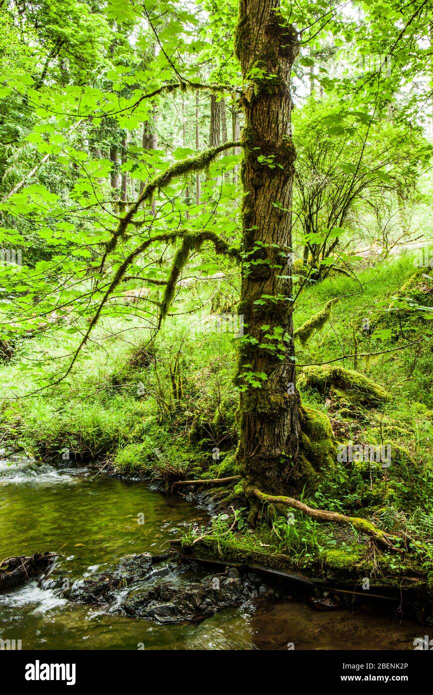 Ein moosiger Baum an einem Bach. Moran State Park, Orcas Island, Washington, USA. Stockfoto