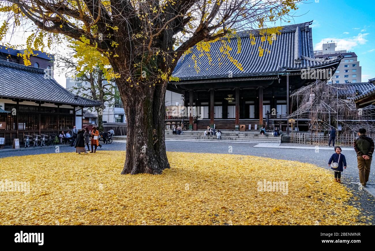 Japanische Leute genießen die gelben Blätter des Gigant Icho (Ginko biloba)-Baumes im Bukkoji-Tempel, Kyoto, Japan Stockfoto