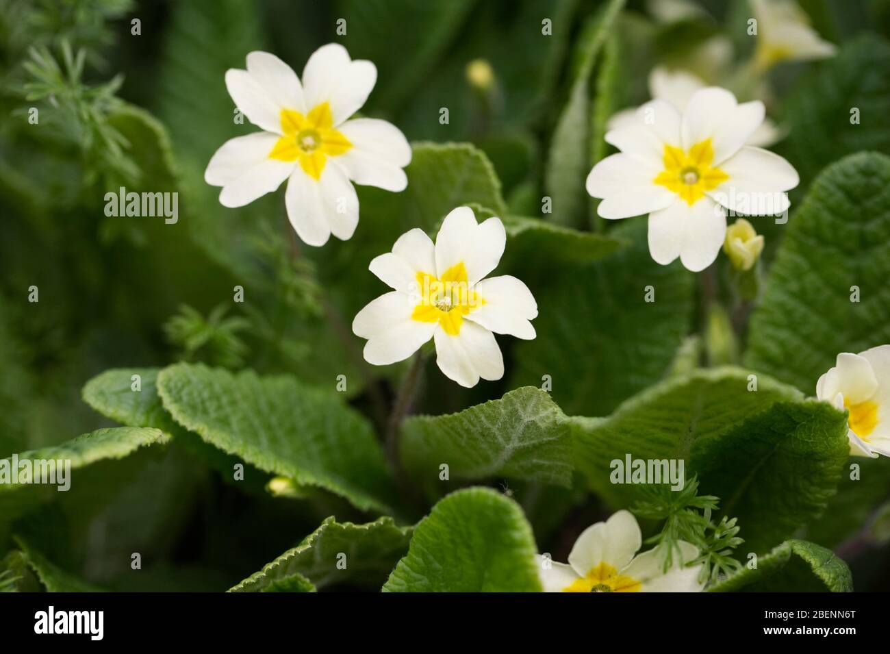 Primula Vulgaris im Garten. Stockfoto