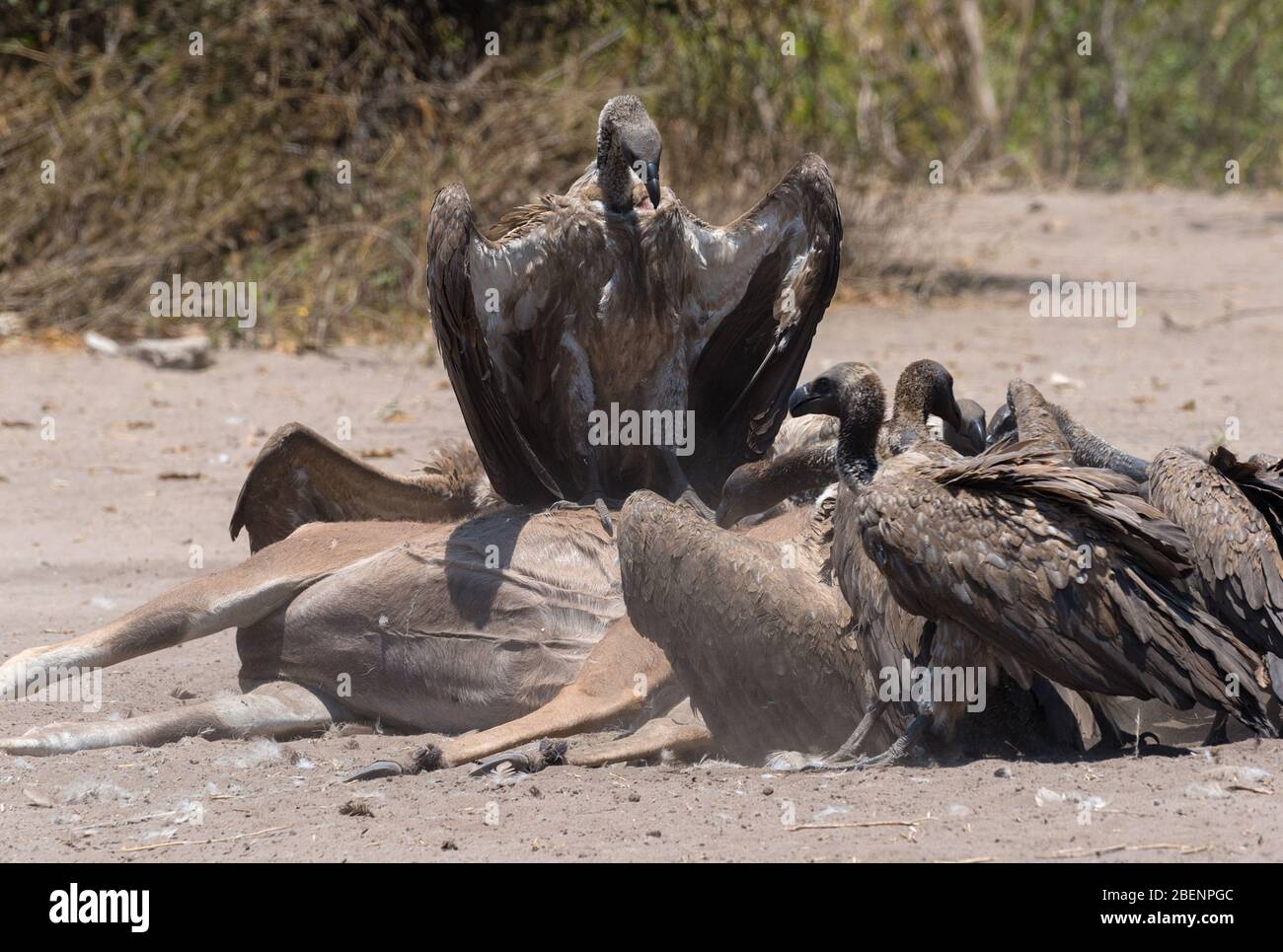 Weiß-backed Geier der Kadaver eines toten Kudus, Chobe National Park, Botswana Essen Stockfoto