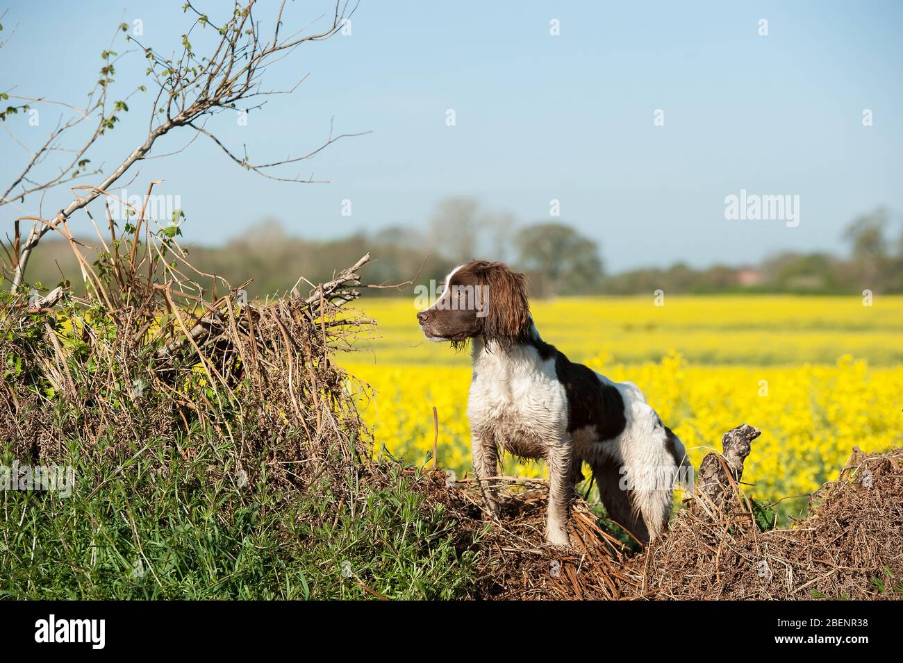 Springer Spaniel Stockfoto