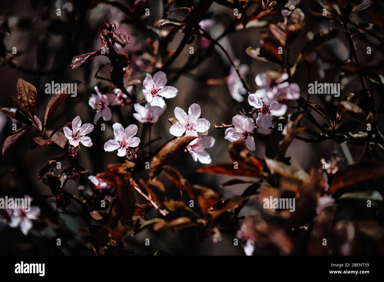 Frühlingsblüten, rosa Blüten. Blumengrund Stockfoto