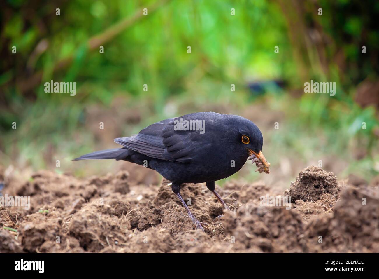 Teleobjektiv Aufnahme eines schwarzen Vogels im Heimgarten auf der Suche nach Regenwürmern Stockfoto