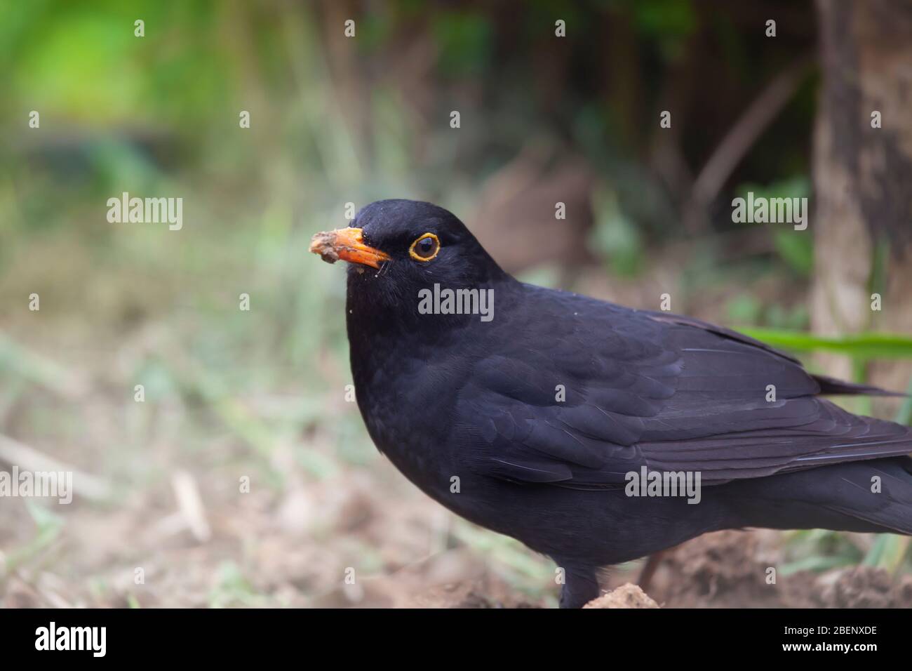 Teleobjektiv Aufnahme eines schwarzen Vogels im Heimgarten auf der Suche nach Regenwürmern Stockfoto