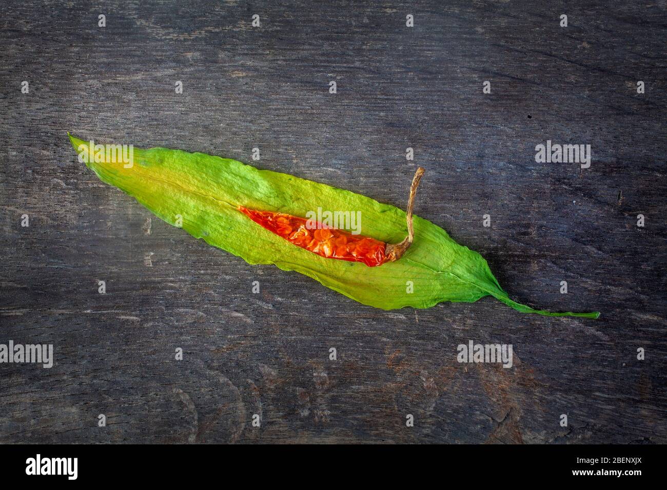 studio Foto von Chili Chili auf Allium ursinum getrockneten verlassen auf Holztisch Stockfoto