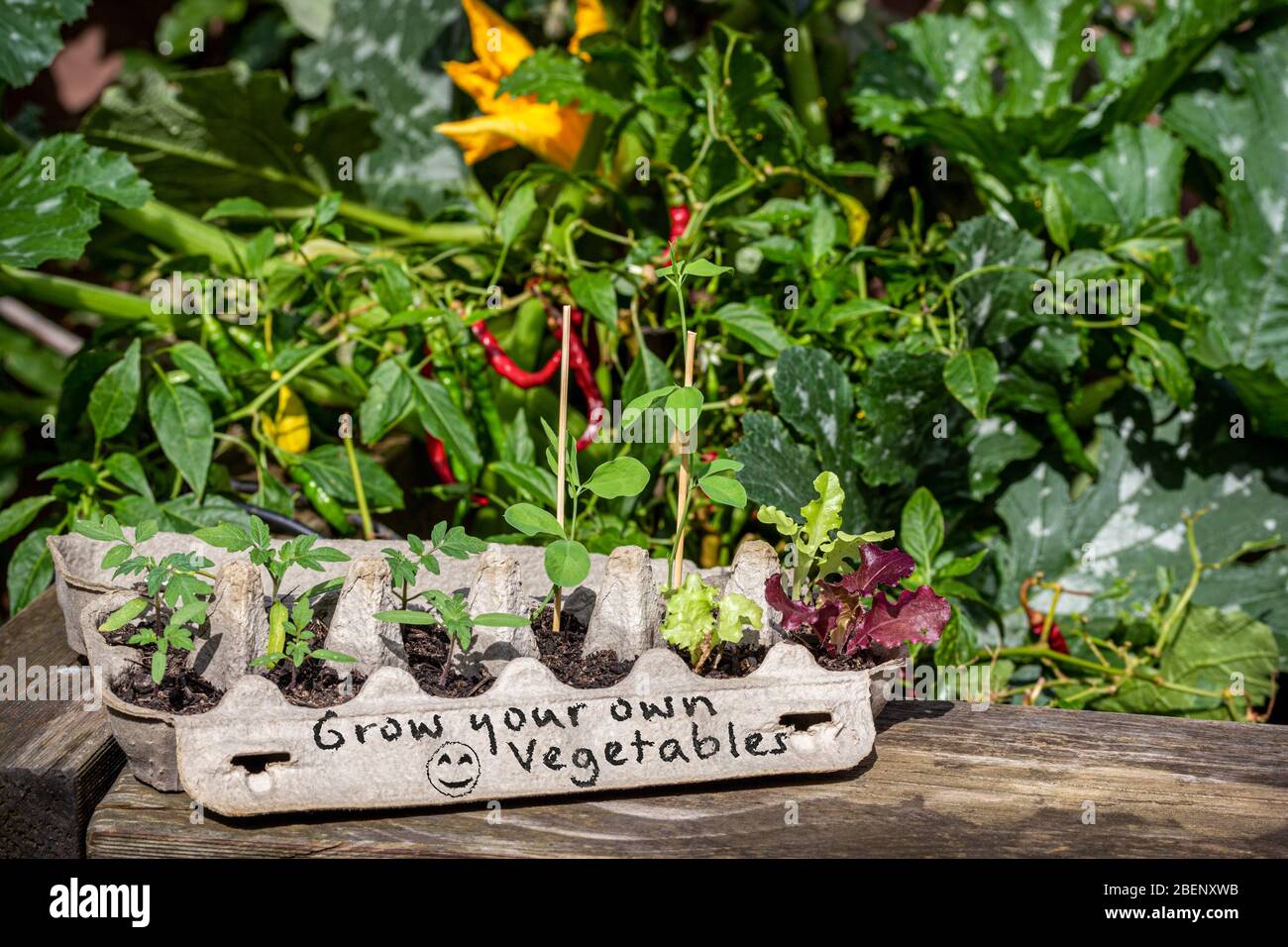 Setzlinge wachsen in wiederverwendeten Eierkarton auf der Seite von erhöhten Gemüsegarten mit handgeschriebenen Zeichen, wachsen Sie Ihr eigenes Gemüse, sparen Geld Abfall zu reduzieren Stockfoto